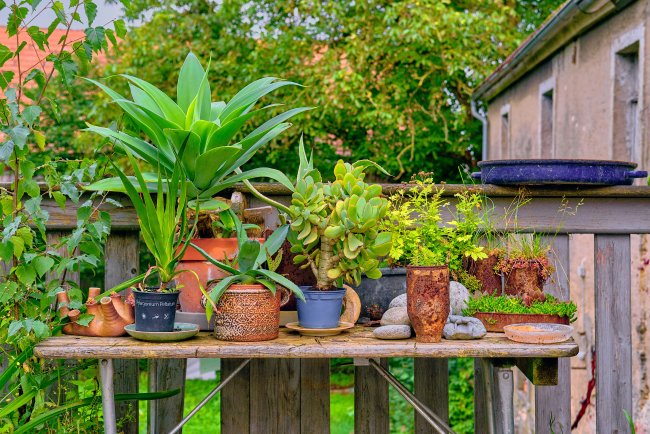 How to Choose the Right Plants for Your Landscape