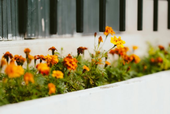 Easy Landscaping Ideas for Small Yards